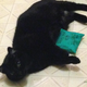 Illustration for article titled Clinton Catnip
